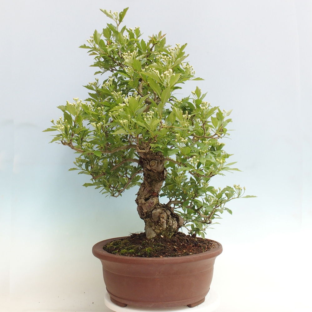 Vonkajší bonsai - Hloh klinovitý - Crataegus cuneata