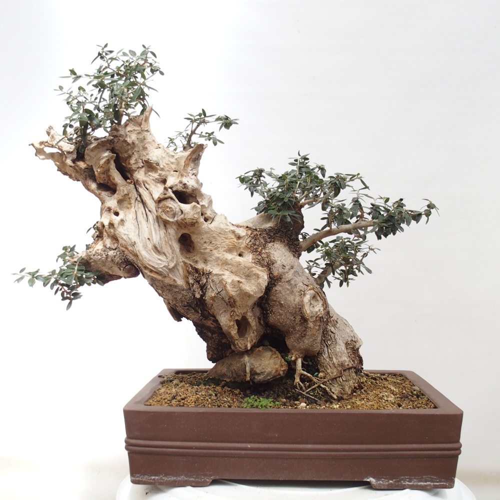 Izbová bonsai - Olea europaea sylvestris -Oliva evropská drobnolistá