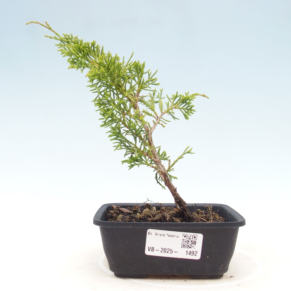 Vonkajší bonsai - Juniperus chinensis Itoigawa -Jalovec čínsky