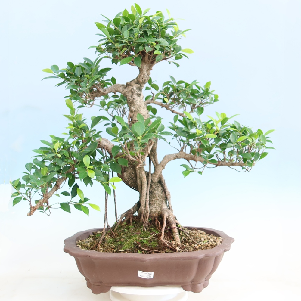 Izbové bonsaje - Ficus kimmen - drobnolistý fikus