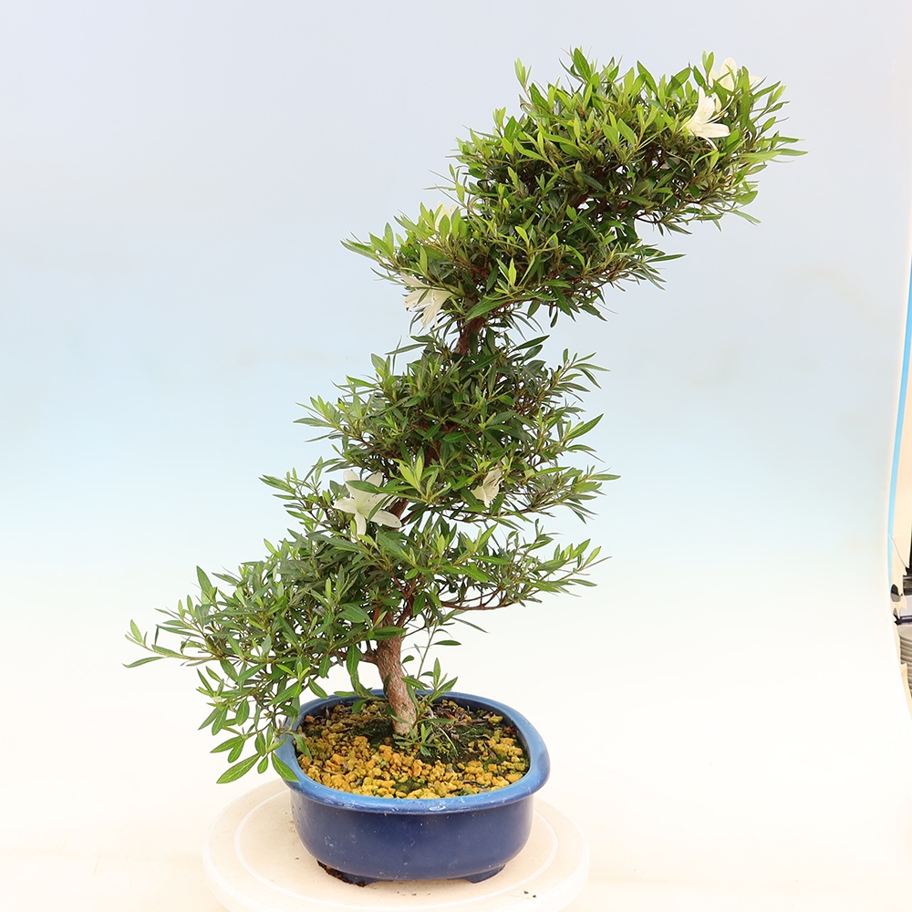 Vonkajšie bonsaje - Japonské azalky - Azalea Hakurin