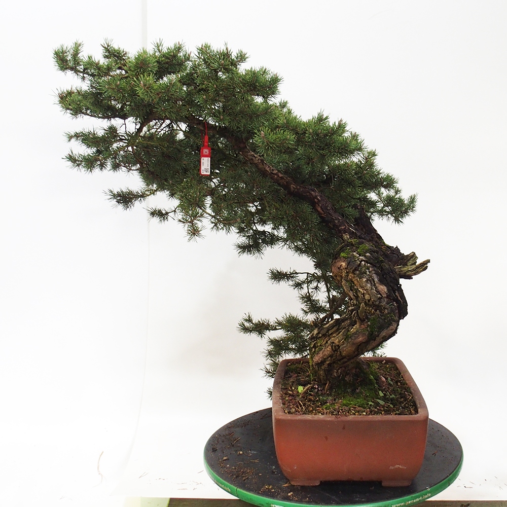 Yamadori - Pinus sylvestris Španielsko