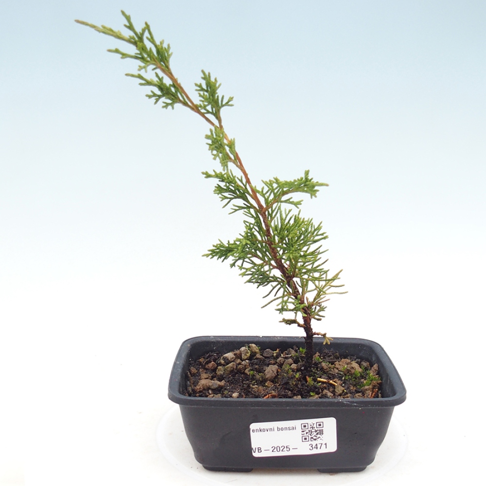 Vonkajší bonsaj - Juniperus chinensis Itoigawa