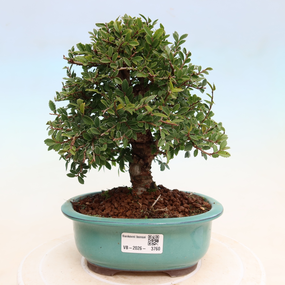 Vonkajšie bonsaje - Zelkova - Zelkova NIRE