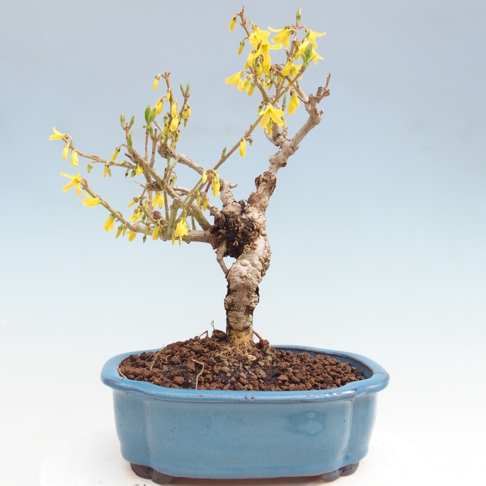 Vonkajší bonsai - Zlatice - Forsythia koreana