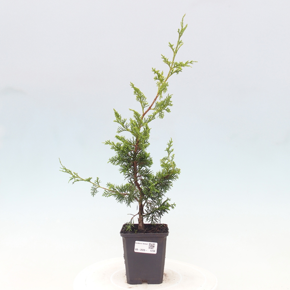 Vonkajší bonsaj - Juniperus chinensis Itoigawa