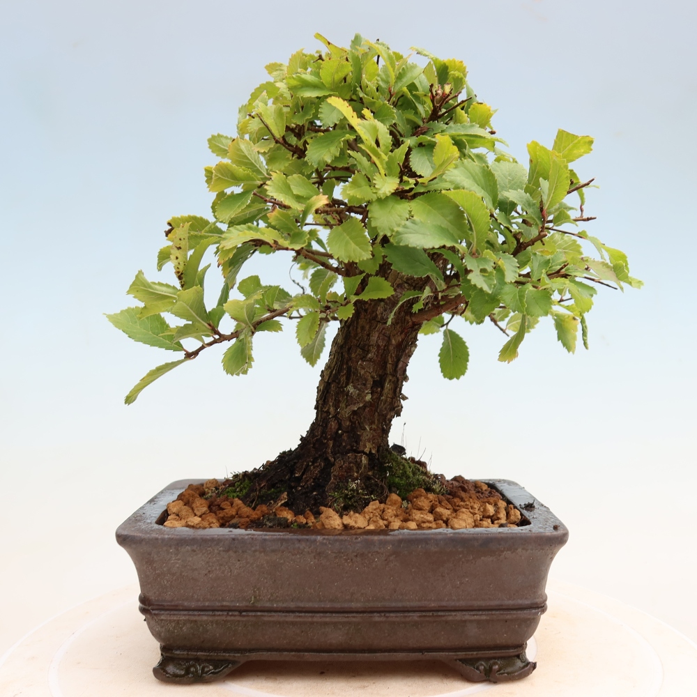 Vonkajšie bonsaje - Zelkova - Zelkova NIRE