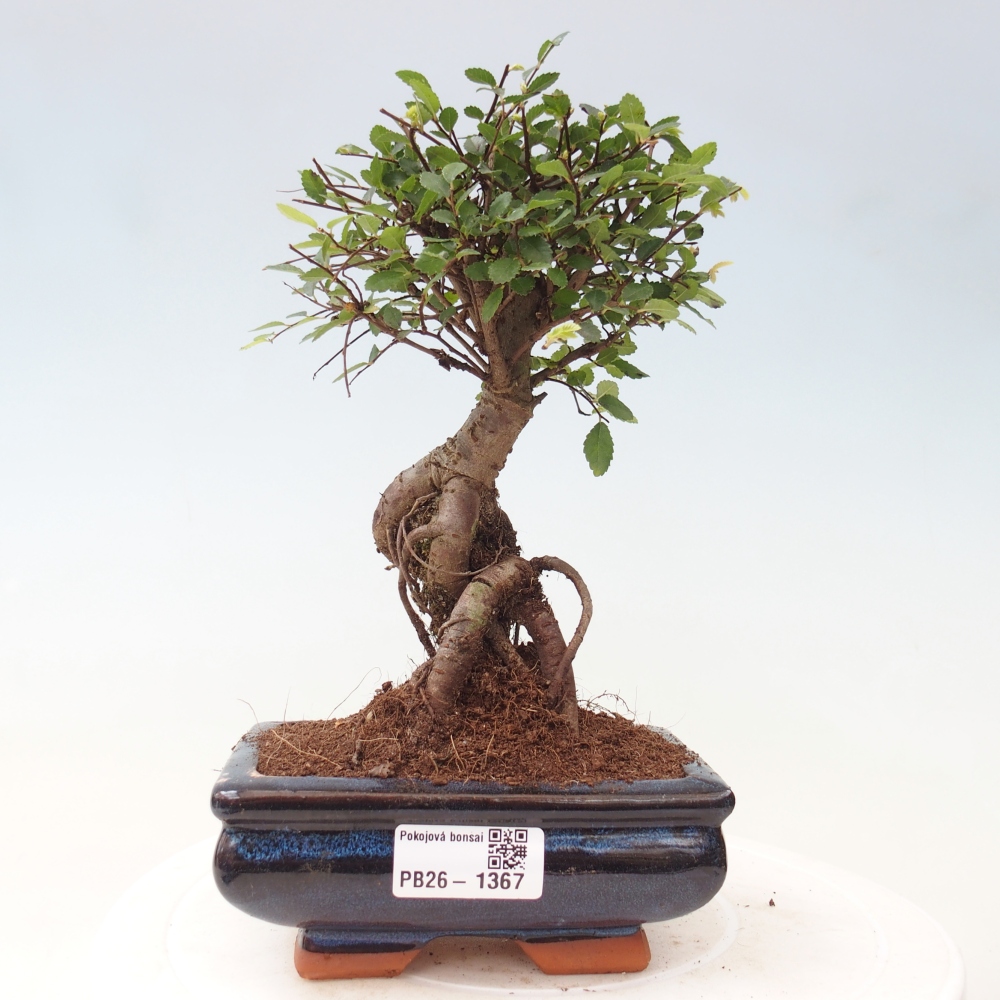 Izbový bonsaj - Ulmus parvifolia - brest malolistý