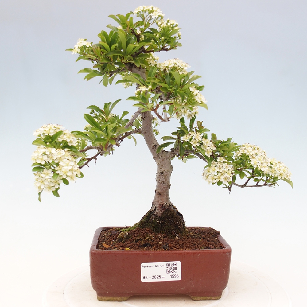 Vonkajšia bonsai-Pyracanta Teton -Hlohyně