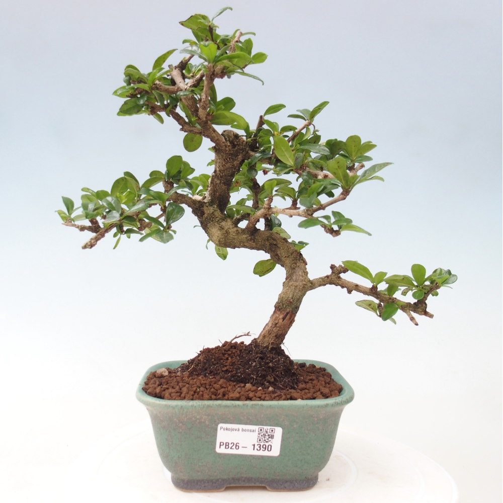 Izbové bonsaje - Carmona macrophylla - Tea fuki