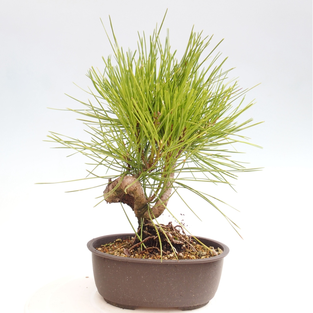 Vonkajší bonsai - Pinus thunbergii - Borovica thunbergova