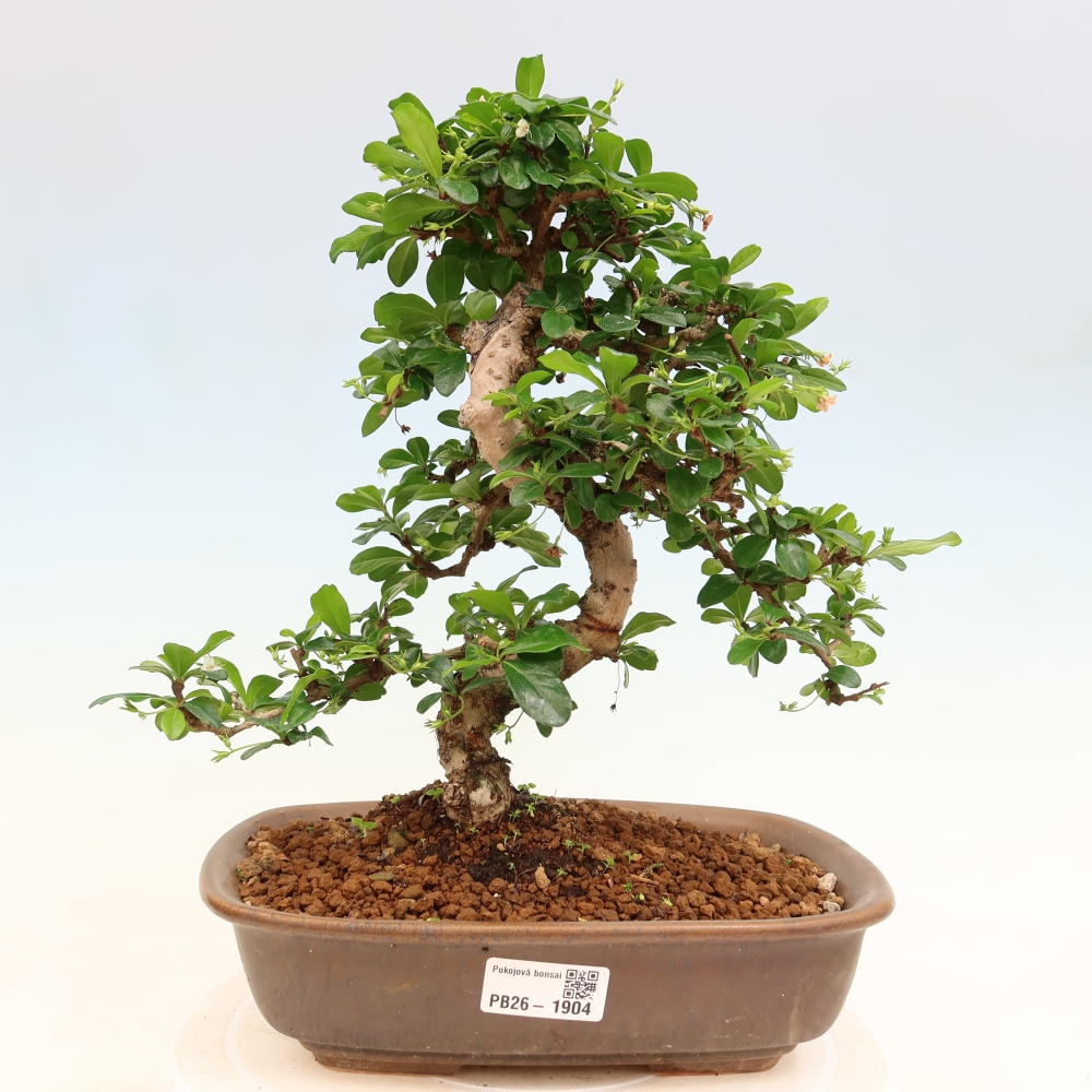 Izbové bonsaje - Carmona macrophylla - Tea fuki