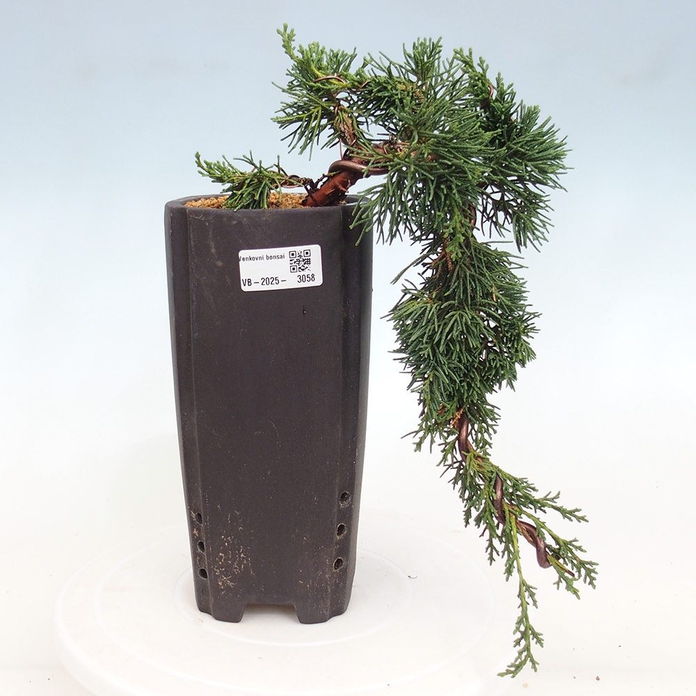 Vonkajší bonsai - Juniperus chinensis Kishu -Jalovec čínsky