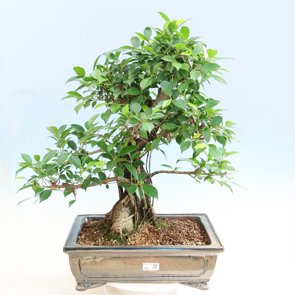 Izbové bonsaje - Ficus kimmen - drobnolistý fikus