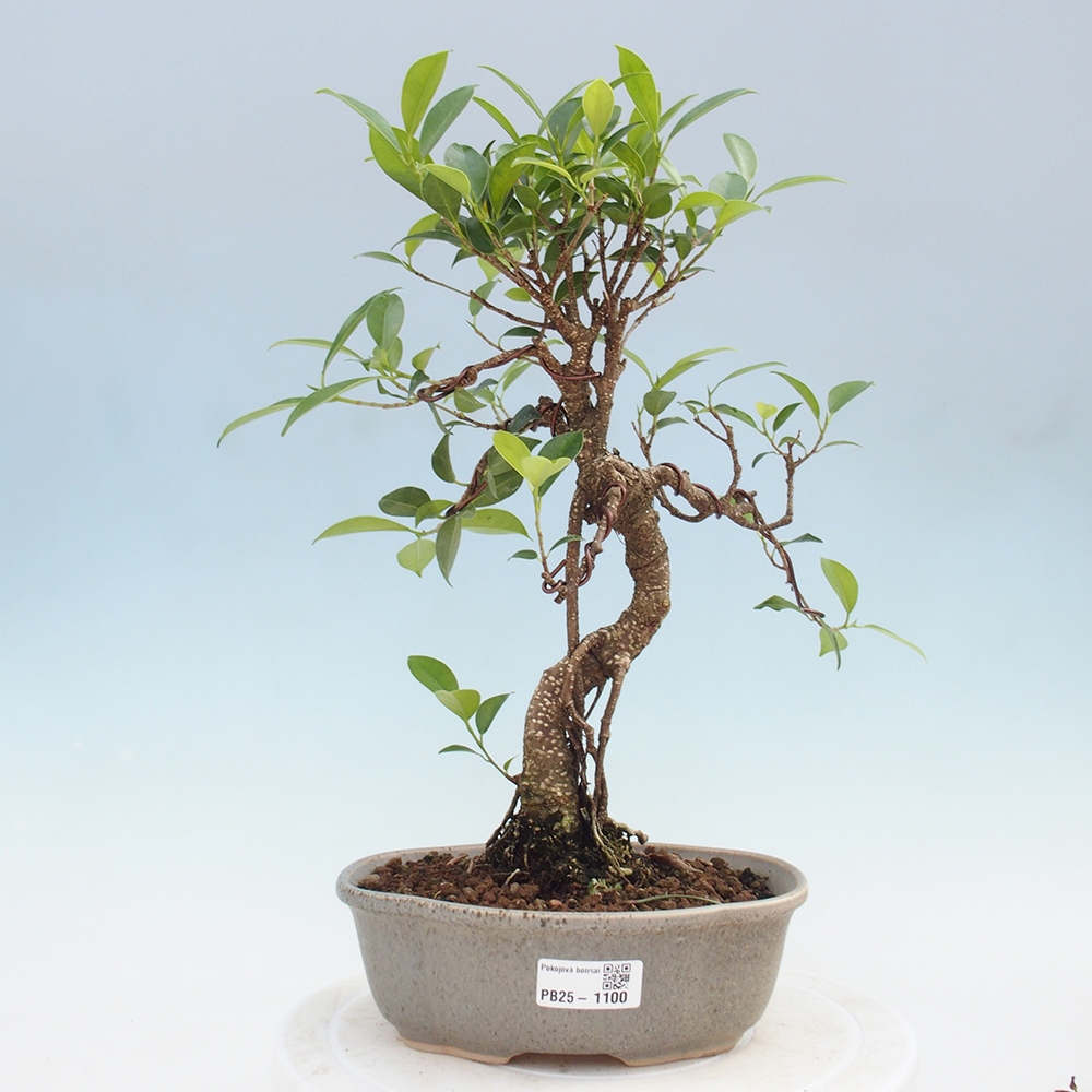 Izbová bonsai - Ficus retusa - malolistá fikus