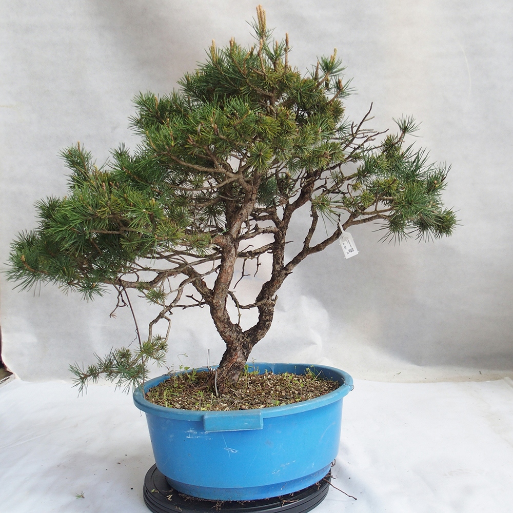 Yamadori - Pinus sylvestris 