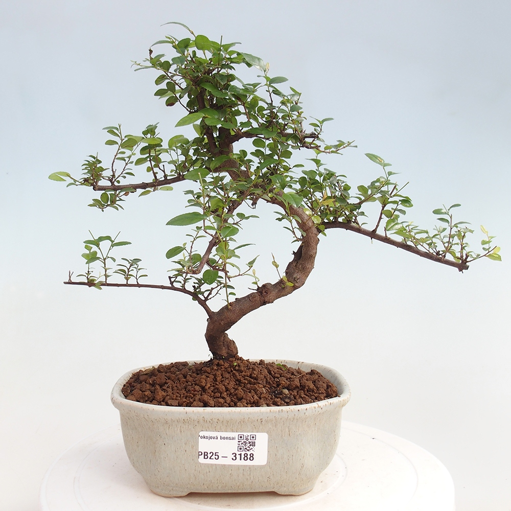 Izbová bonsai - Sagerécia thea - Sagerécia thea