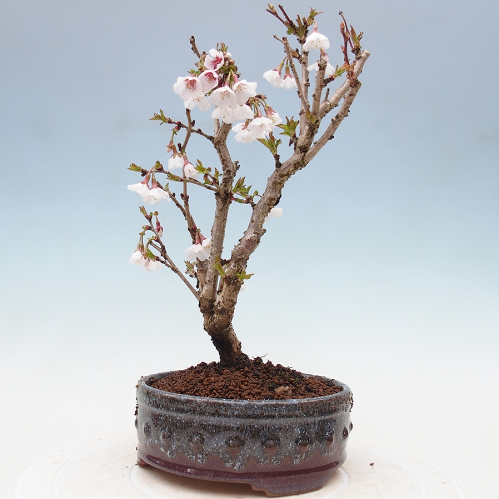Vonkajší bonsai - Prunus incisa Kojou-no mai-Slivoň vyrezaná