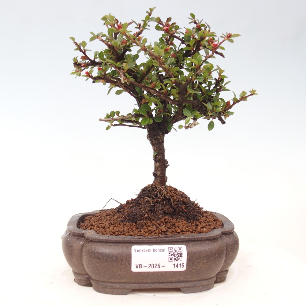 Vonkajšie bonsaje - Cotoneaster horizontalis - Skalnaté hory