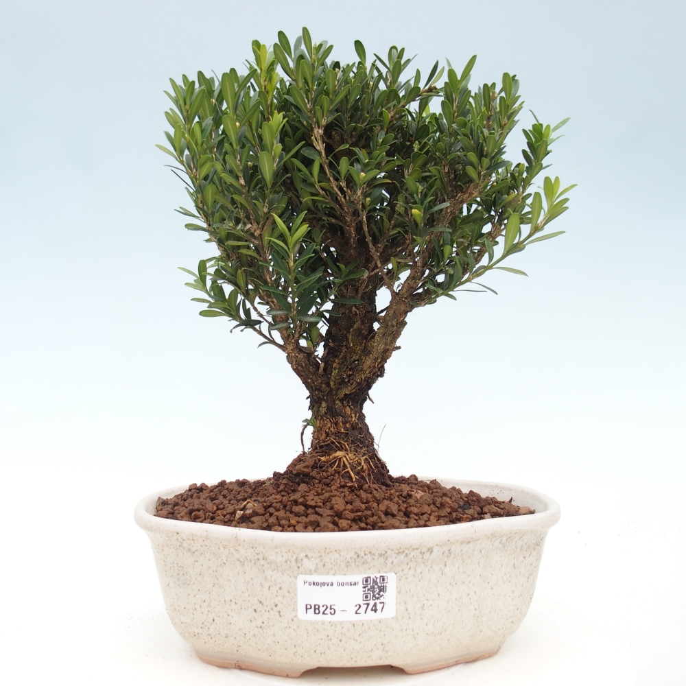 Izbová bonsai - Buxus harlandii - korkový buxus
