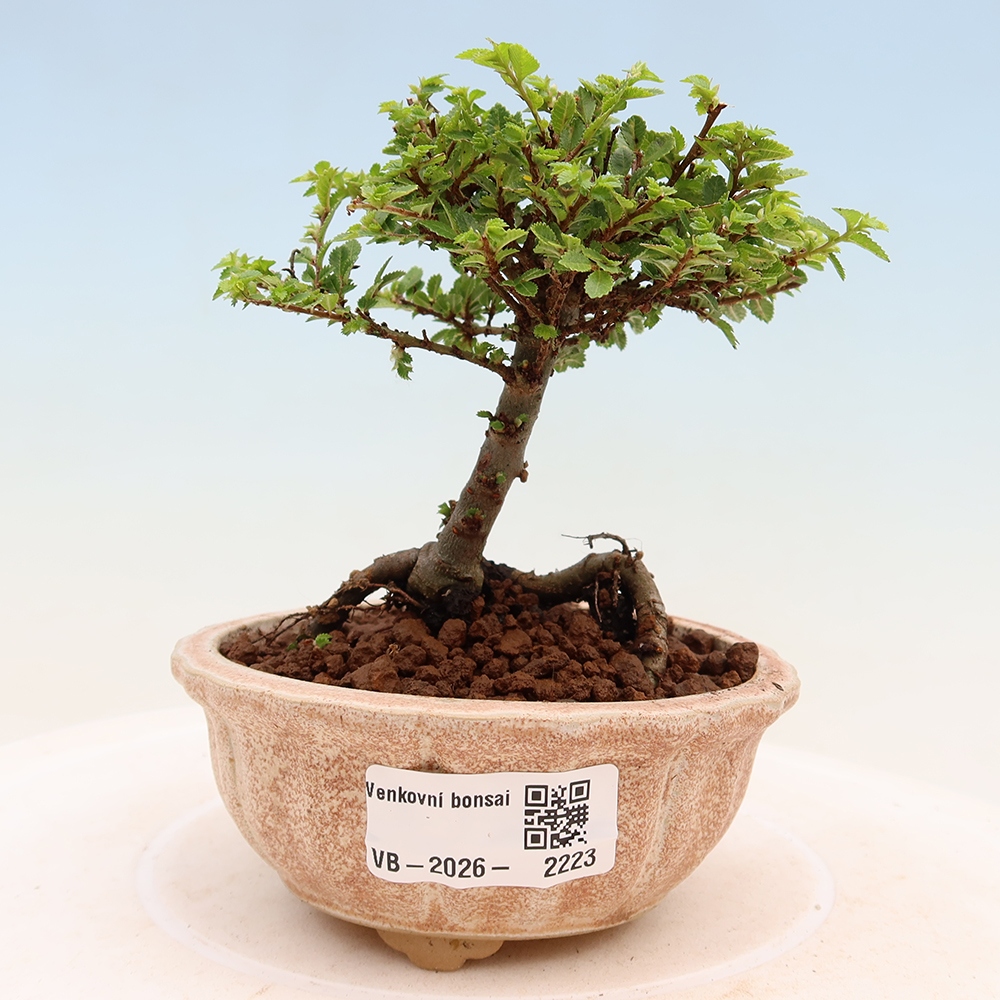 Vonkajší bonsai – Ulmus parvifolia Sagei – javor malolistý