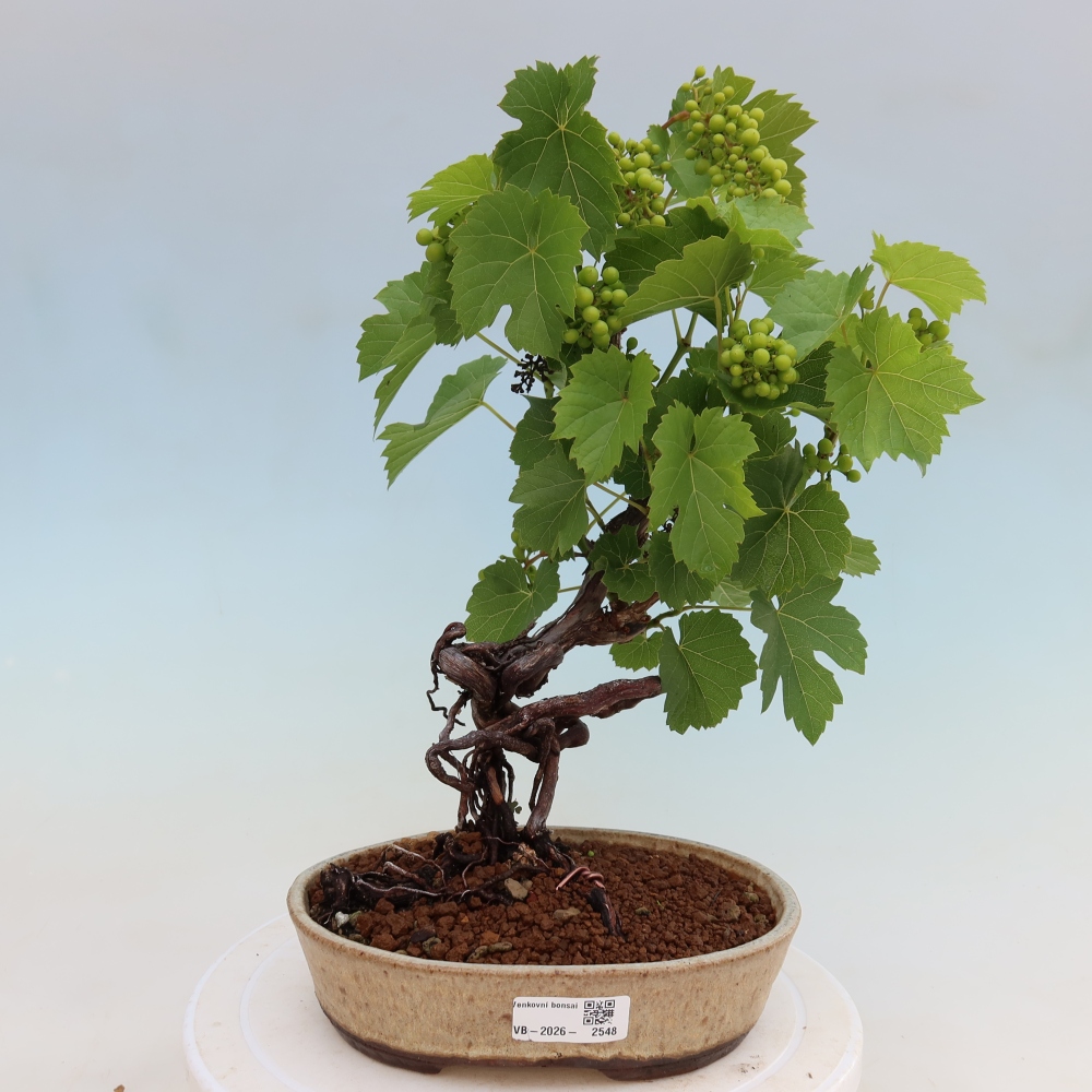 Vonkajšie bonsaje – Vinič – Vitis vinifera 