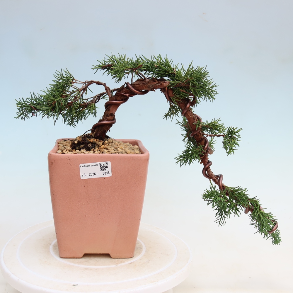 Vonkajší bonsaj - Juniperus chinensis Kishu