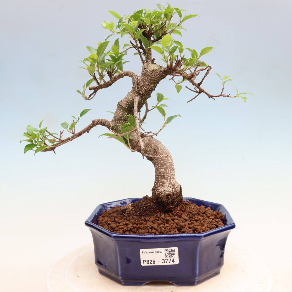 Izbové bonsaje - Ficus kimmen - drobnolistý fikus