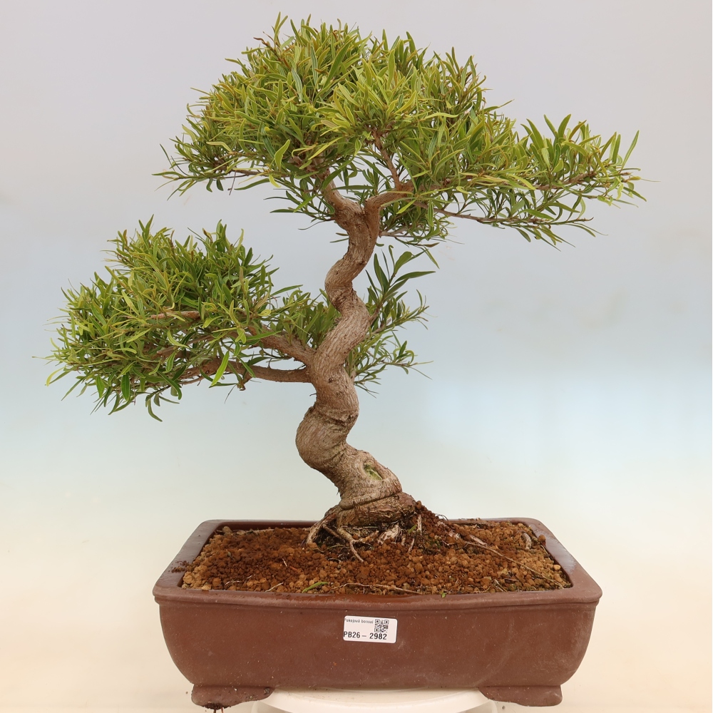 Izbové bonsaje - Ficus nerifolia - fíkus drobnolistý