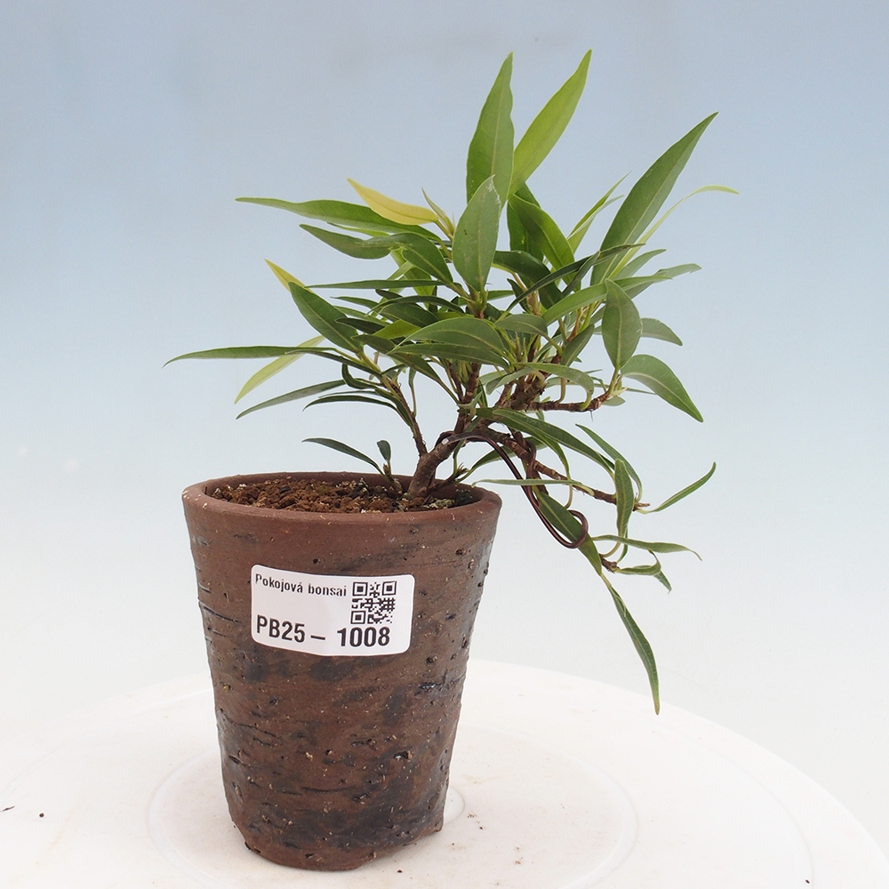 Izbová bonsai - Ficus nerifolia - malolistý fikus