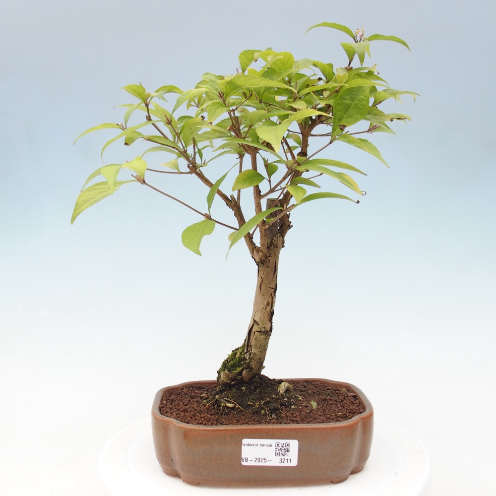 Vonkajšia bonsai - krásnoplodka - Callicarpa jap. Leucocarpa