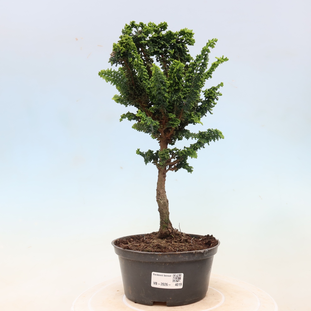 Vonkajší bonsaj - Cham. obtusa SEKKA HINOKI - Cypruštek