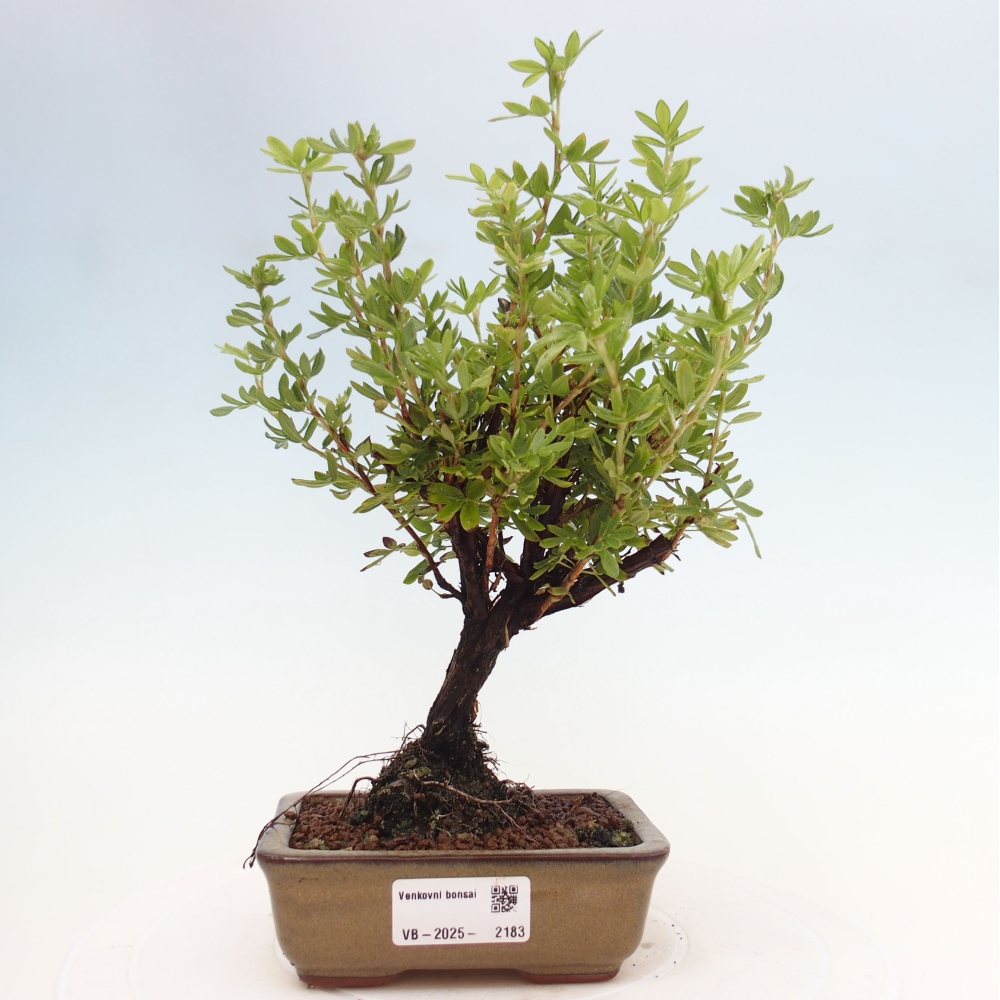 Vonkajšia bonsai-Nátržník krovitá - potentila fruticosa yellow Bird