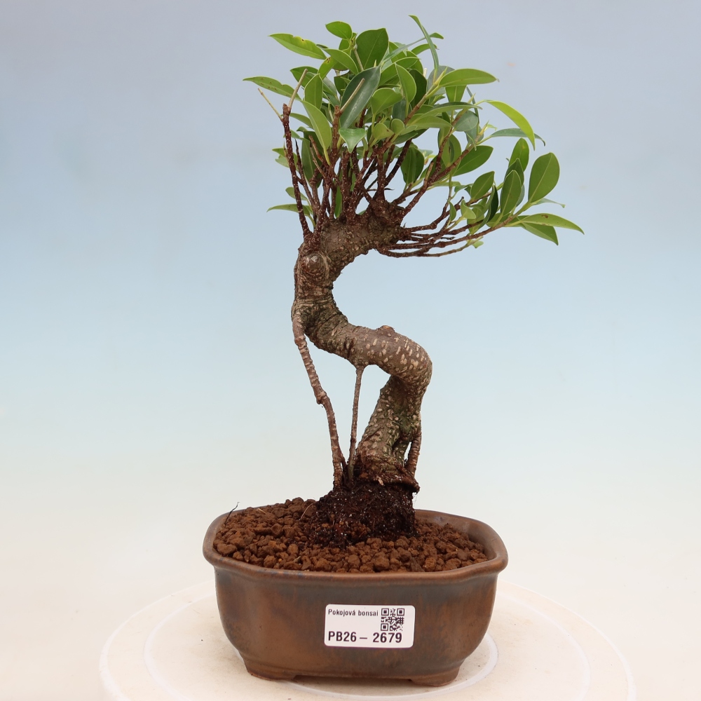 Izbové bonsaje - Ficus kimmen - drobnolistý fikus