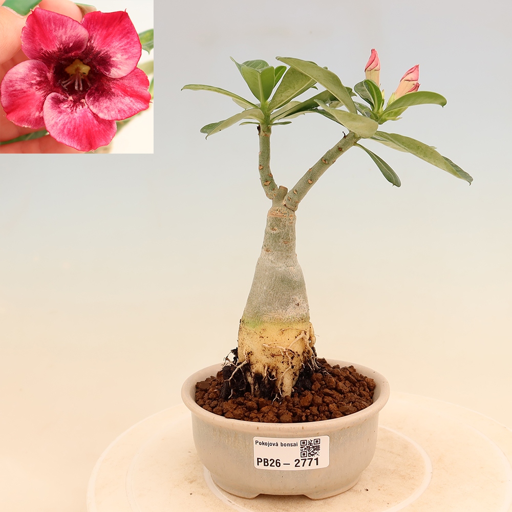 Izba bonsai – Adenium obesum, štepené Mumbai Pink Diamond – Púštna ruža