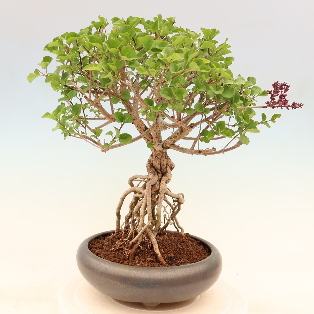 Vonkajší bonsaj - Syringa microphylla - drobnokvetý šeřík