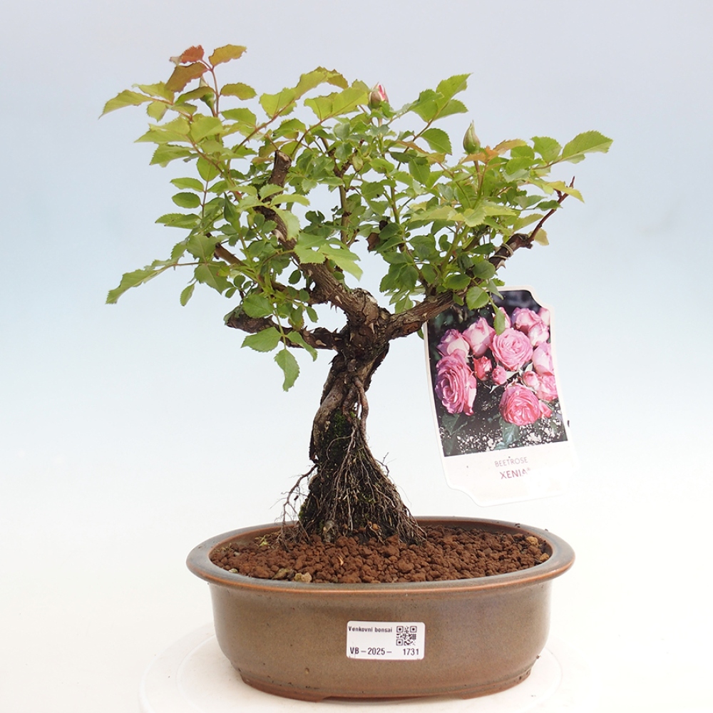 Vonkajší bonsai - Rosa Kordes - ruža
