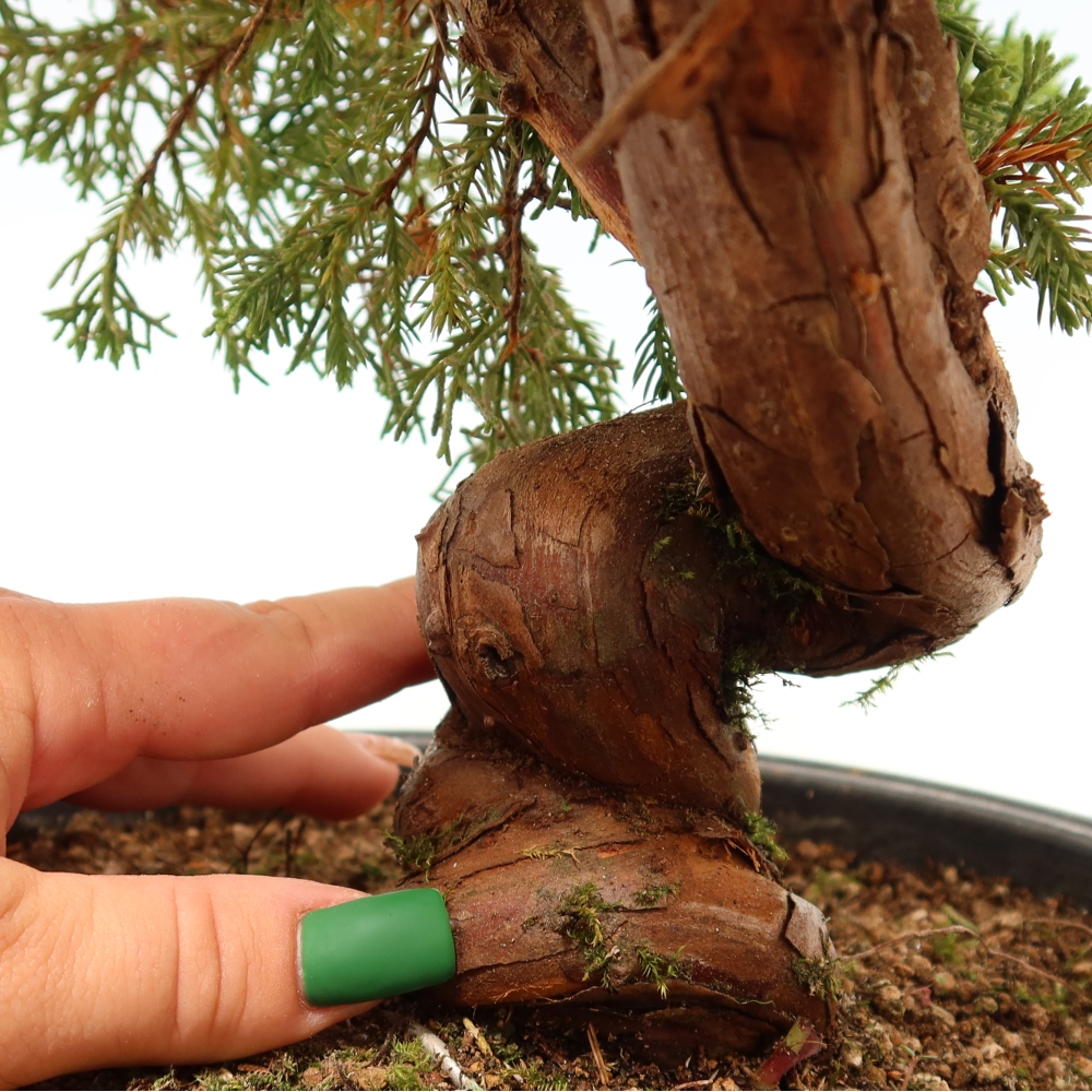 Vonkajší bonsai – Juniperus chinensis Itoigawa – čínsky jalovec