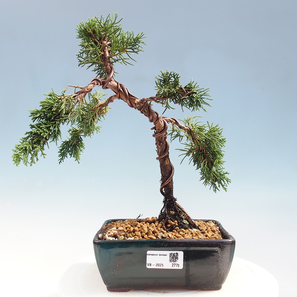 Vonkajší bonsai - Juniperus chinensis Kishu -Jalovec čínsky