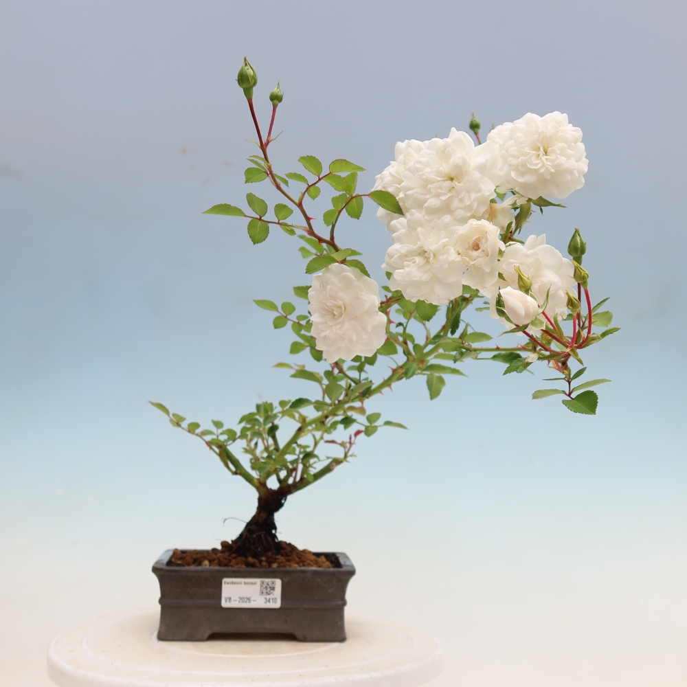 Vonkajšie bonsaje – Rosa Kordes – ruže