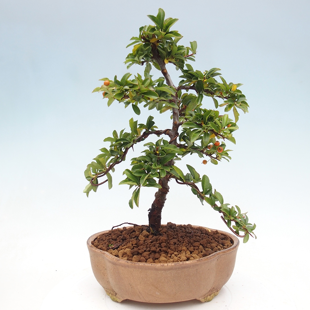 Vonkajšie bonsaje-Pyracantha Teton -Hlox