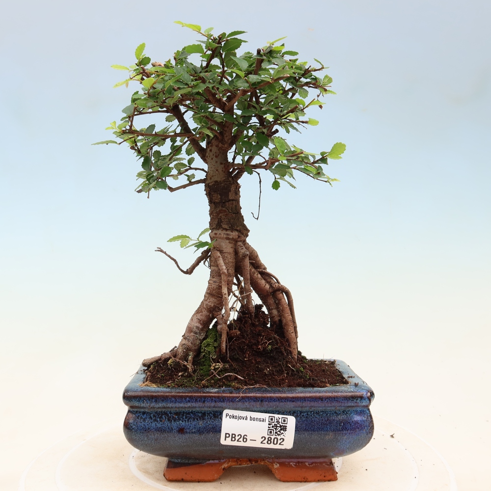 Izbový bonsaj - Ulmus parvifolia - brest malolistý