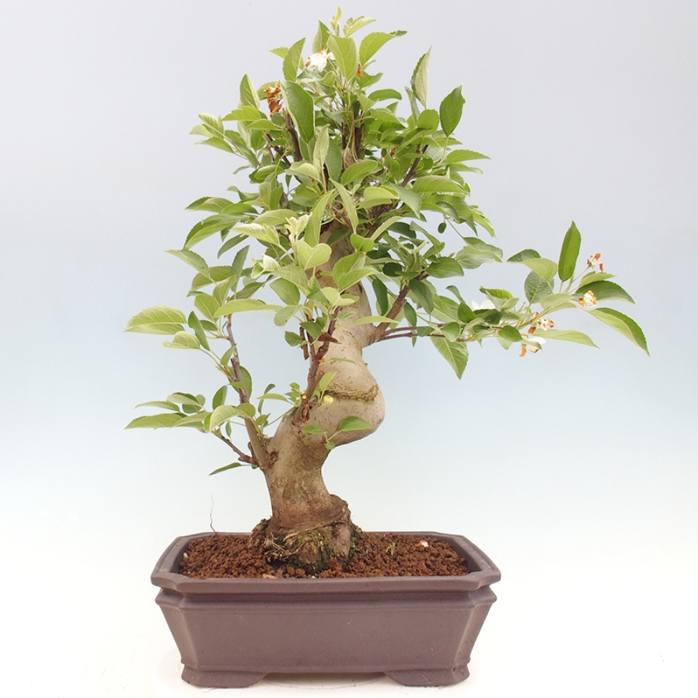 Vonkajší bonsai -Malus halliana - Maloplodá jabloň