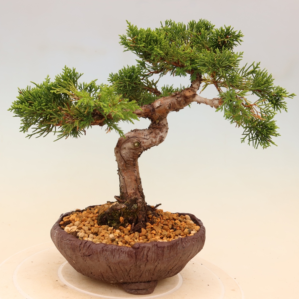 Vonkajší bonsaj - Juniperus chinensis Itoigawa