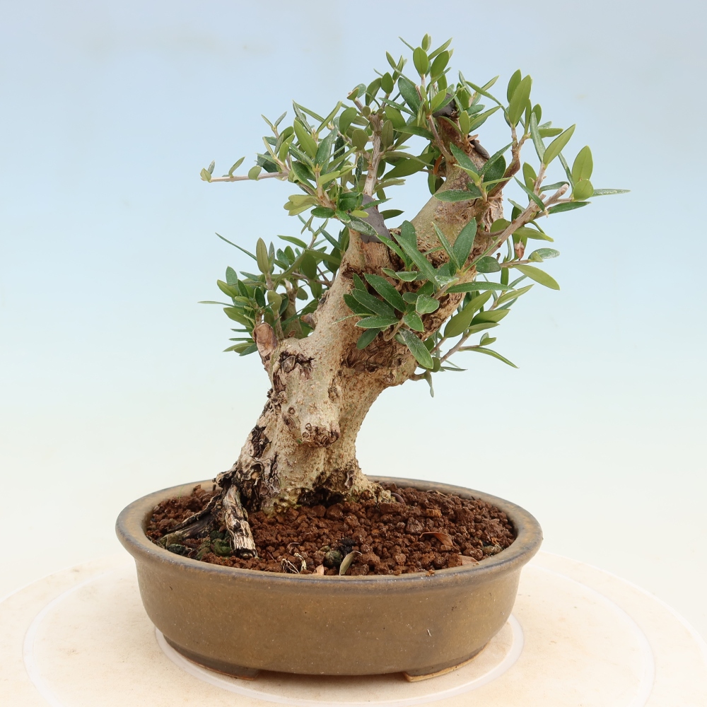 Izbový bonsaj - Olea europaea sylvestris