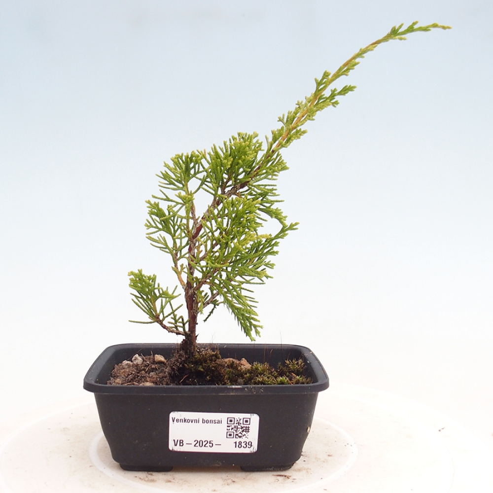 Vonkajší bonsai - Juniperus chinensis Itoigawa -Jalovec čínsky