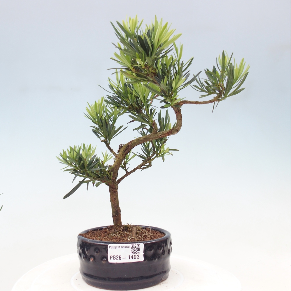 Izbové bonsaje - Podocarpus - Kamenný tis