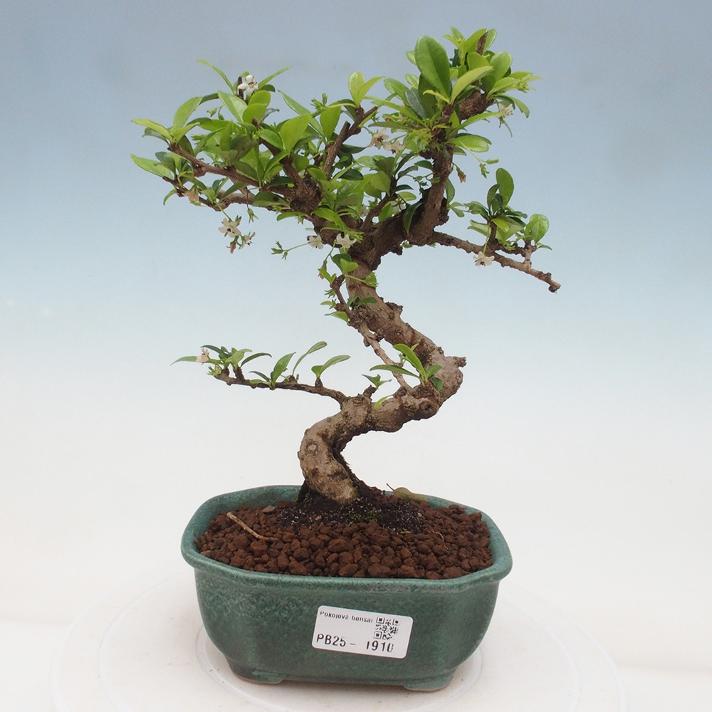Izbová bonsai - Carmona macrophylla - Čaj fuki