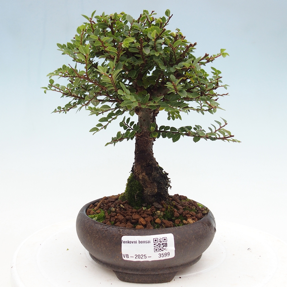 Vonkajší bonsaj - Ulmus parvifolia Hokkaido - čínsky brest