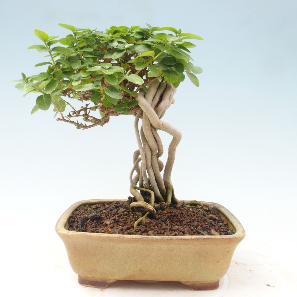 Izbová bonsai - Premna serratifolia - Kozlovoň malolistá